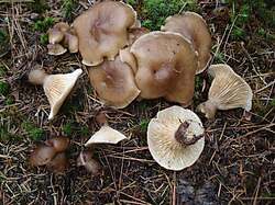 Ampulloclitocybe clavipes