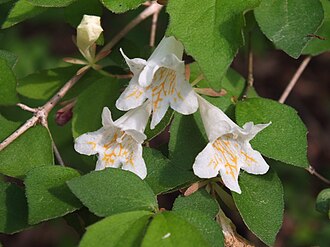 Diabelia spathulata