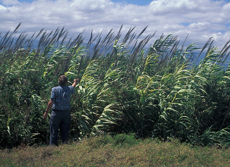 File:Arundo.donax2web.jpg