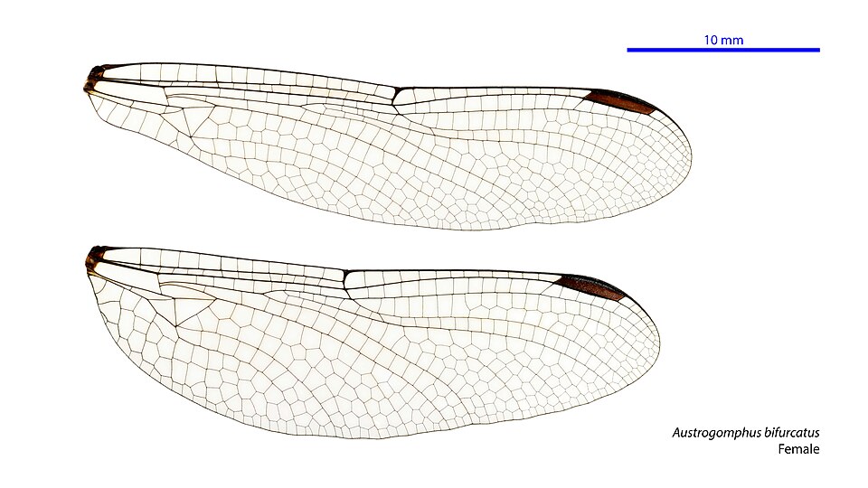 File:Austrogomphus bifurcatus female wings (34927832871).jpg