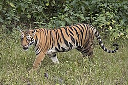 51 mammal speciesfrom the Indomalayan Realm