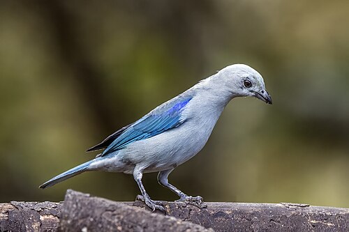 Blue-grey tanager Thraupis episcopus quaesita Colombia