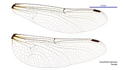 Female wings