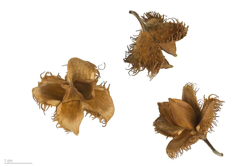 File:Fagus sylvatica MHNT.BOT.2004.0.312.jpg