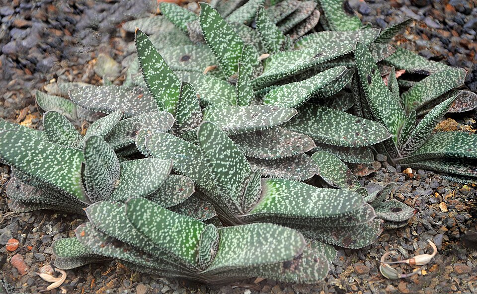 File:Gasteria disticha 001.jpg