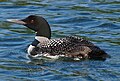 Common loon