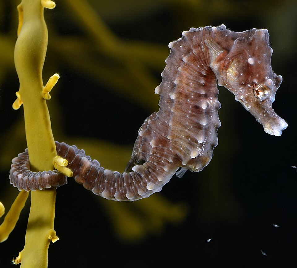 File:Hippocampus hippocampus (cropped).jpg