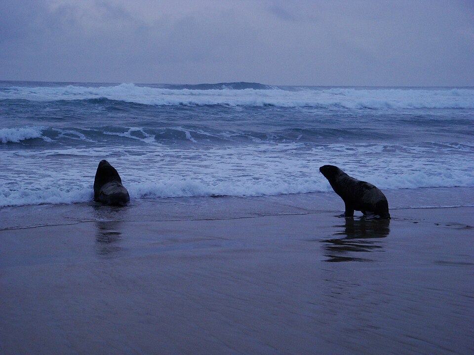 File:Phocarctos hookeri sandflybay.JPG