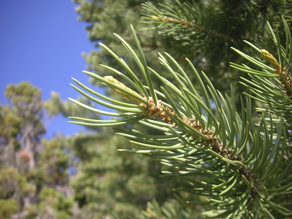 File:Pinus monophylla x edulis needles.jpg