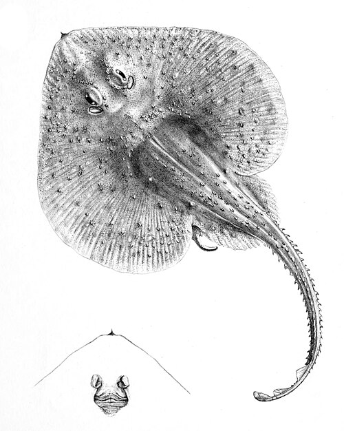 File:Psammobatis rutrum.jpg