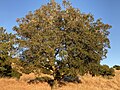In typical oak-savannah environment