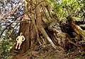 Thumbnail for version as of 21:49, 18 May 2010