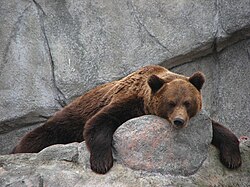Brown bear,  looking at the camera