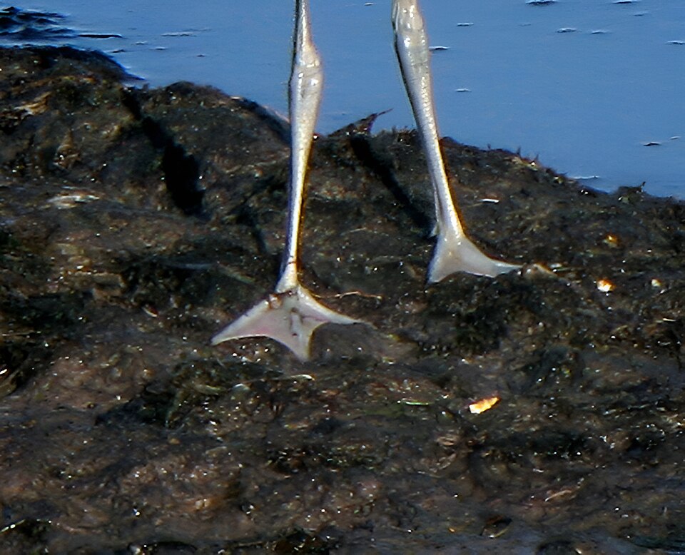 File:Skärfläckans fötter med simhud.jpg