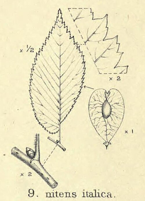File:Ulmus nitens italica.jpg