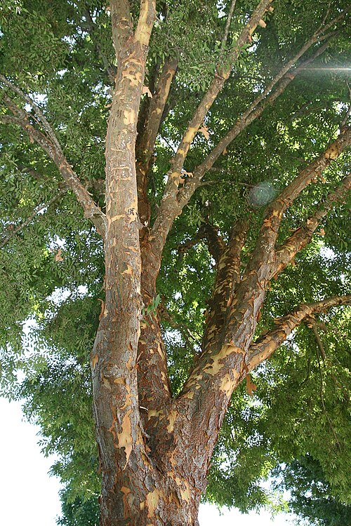 File:Ulmus parvifolia Allee 2zz.jpg