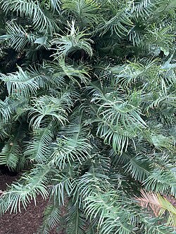 Wollemi leaves in California