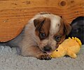 Image 34Australian Cattle Dog puppy (from Puppy)