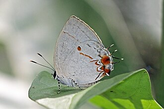Anderson's hairstreak Iaspis andersoni Panama