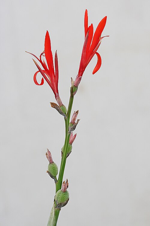 File:Canna indica.jpg