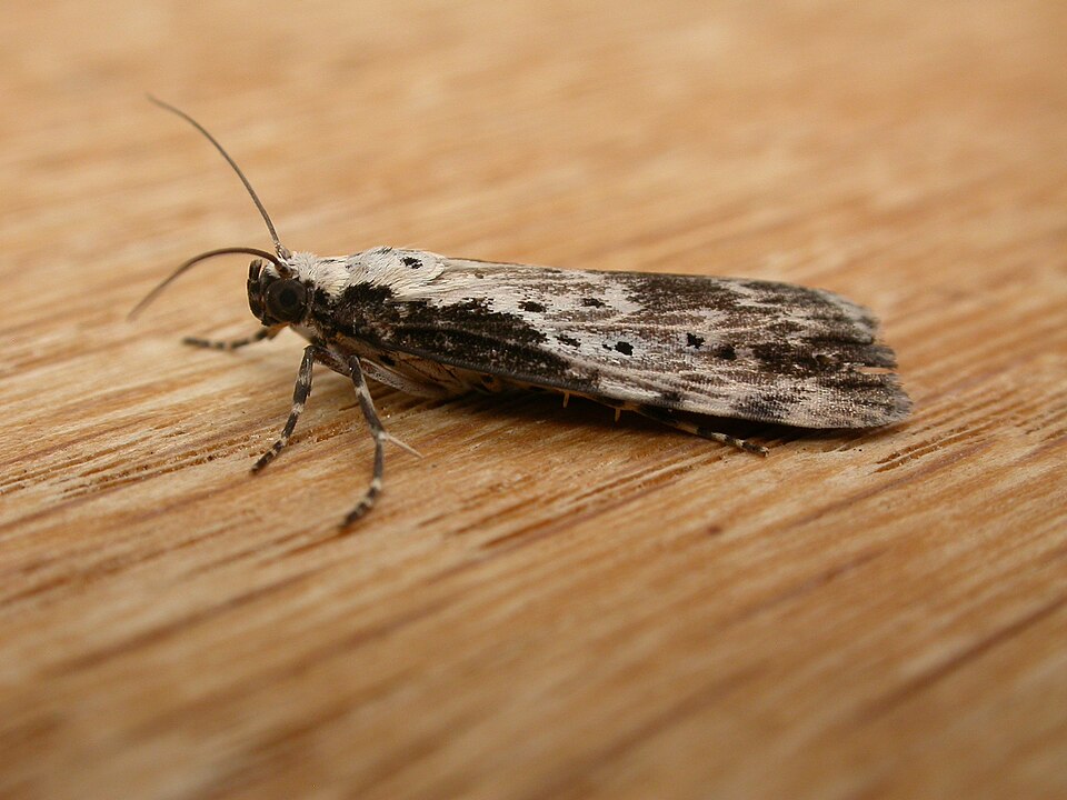 File:Digama marmorea2.jpg