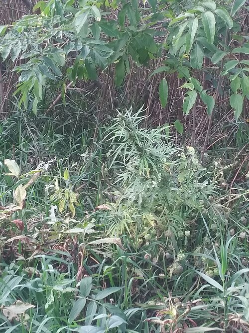 File:Ditchweed On Midwest Bike Trail.jpg