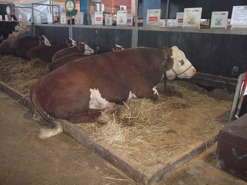 File:EXPOINTER 2013 10 Cattle.JPG