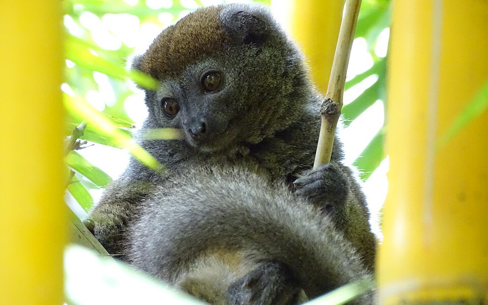 File:Eastern lesser bamboo lemur 1.JPG