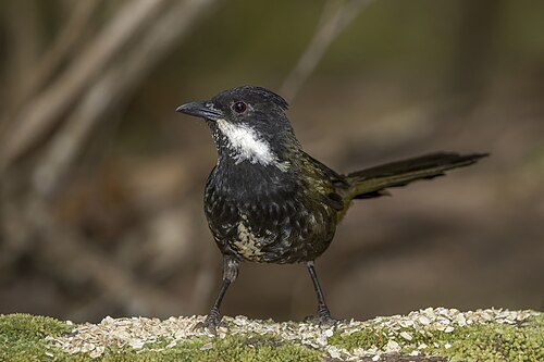 Eastern whipbird Psophodes olivaceus lateralis Australia