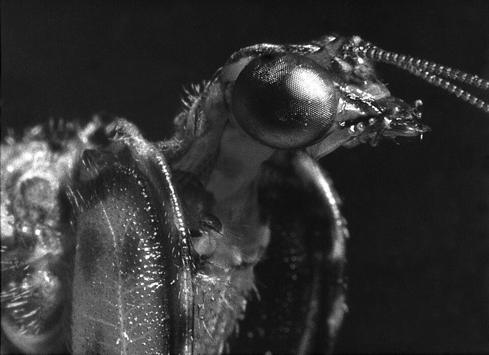 File:Mantis Fly - Genus Plega.jpg