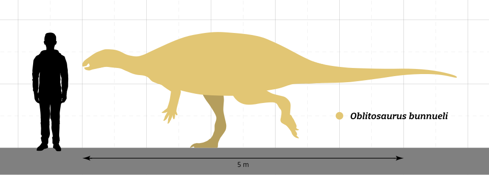 File:Oblitosaurus Size Comparison.svg