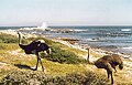 Ostriches at Cape of Good Hope, South Africa