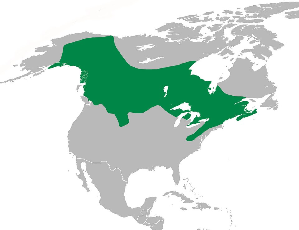 File:PcanadensisMap.jpg