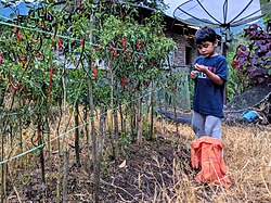 A child picks chili peppers in an Indonesian home garden.
