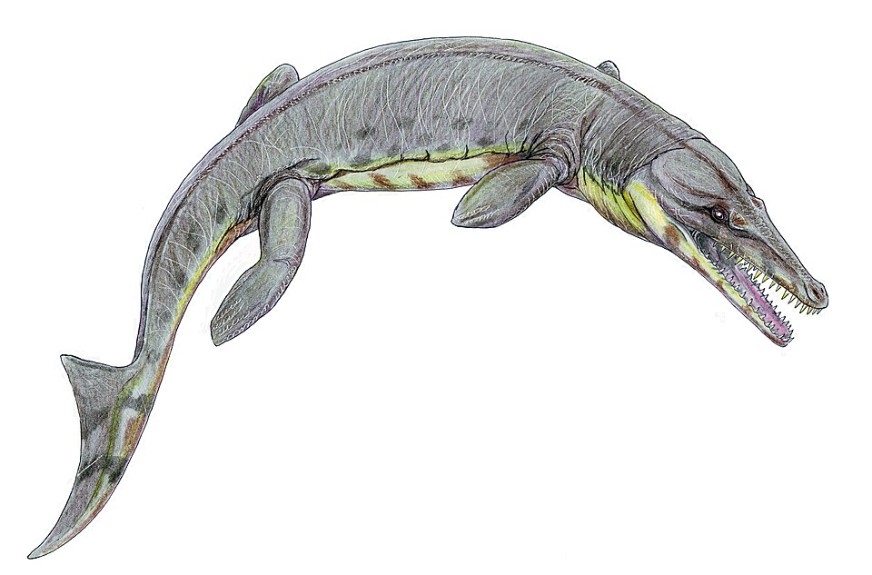 File:Suchodus durobrivense.jpg
