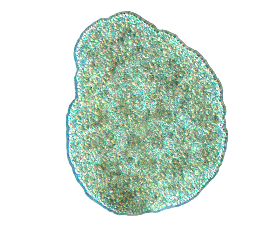 File:Trichoplax adhaerens photograph (no background).png