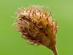 Immature fruit