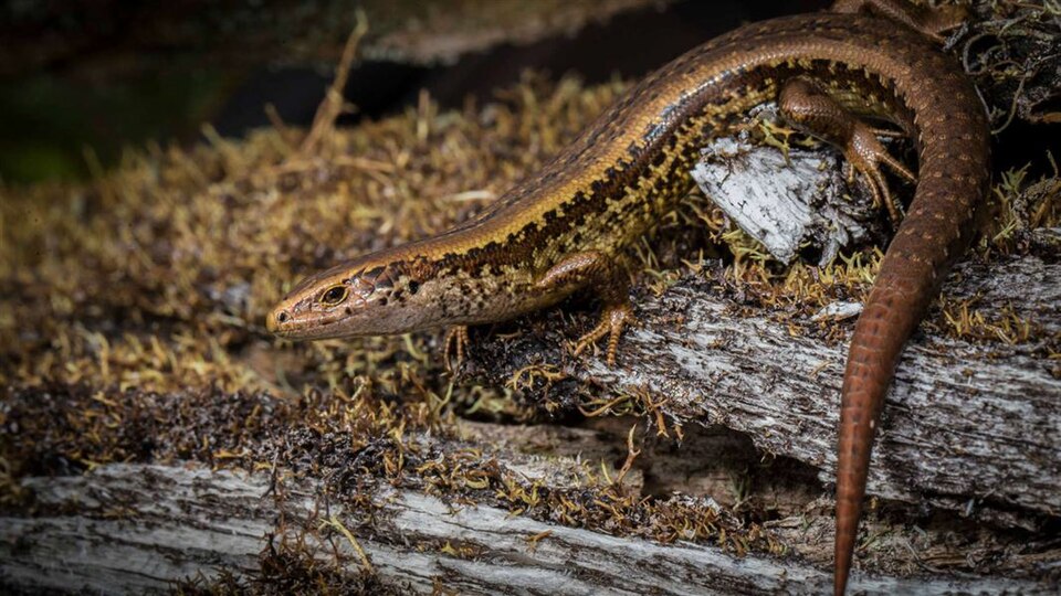 File:Alborns-skink-male-1920.jpg
