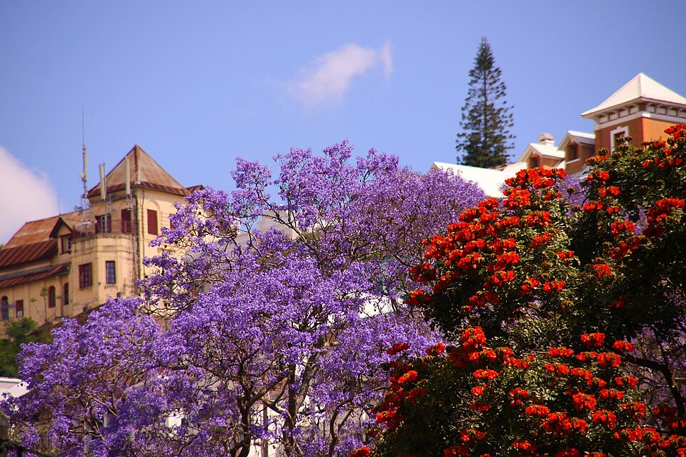 File:Beautiful jacaranda Antananarivo Madagascar.jpg