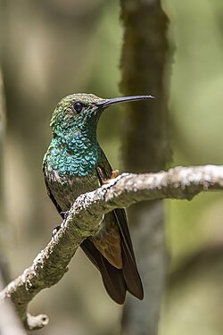 Berylline hummingbird Saucerottia beryllina Guatemala