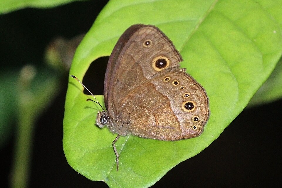 File:Brown-spot bush brown (Bicyclus madetes madetes).jpg