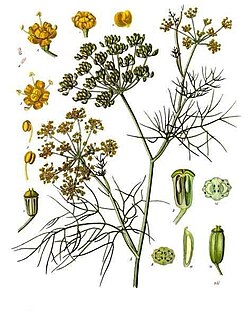 In Köhler's Medicinal Plants (1887)
