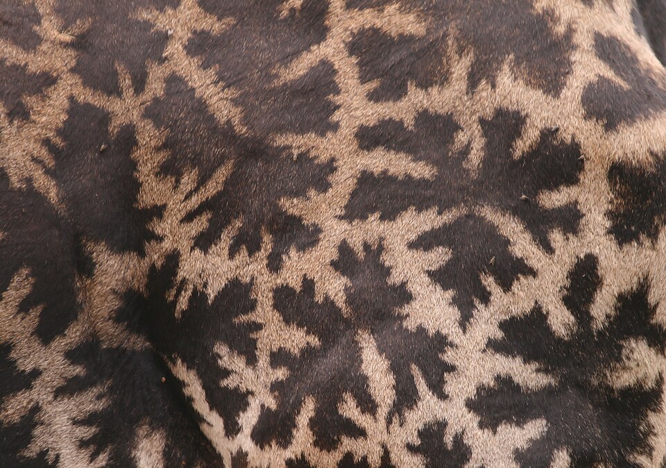 File:Giraffa camelopardalis tippelskirchi Fellzeichnung.JPG
