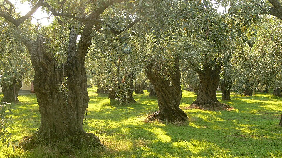 File:Olive trees on Thassos.JPG
