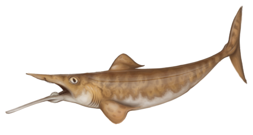 Ornithoprion was a small-sized Eugeneodont holocephalan that had an elongated lower jaw.