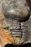 Thumbnail for version as of 20:44, 8 August 2013