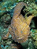 Psychedelic frogfish