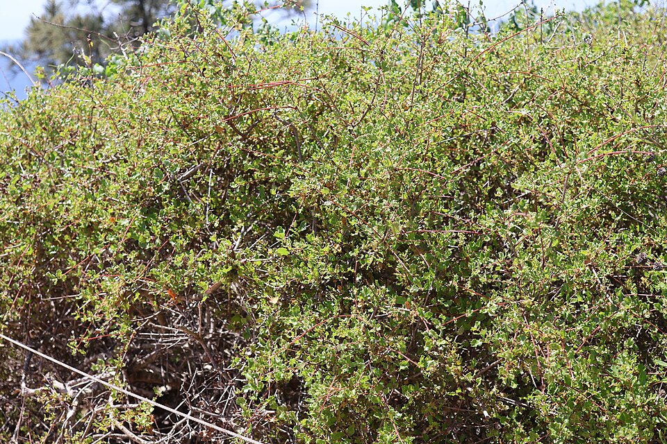 File:Quercus dumosa 488510405.jpg