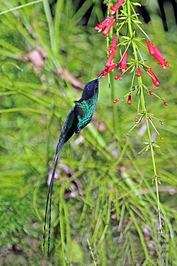 Red-billed streamertail Trochilus polytmus ♂ Jamaica