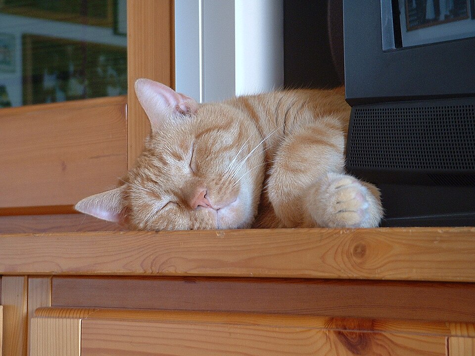 File:Red cat.jpg